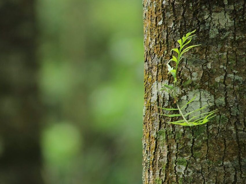 Shallow Focus Photography of Brown Tree Trunk